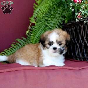 Archie, Shih Tzu Puppy
